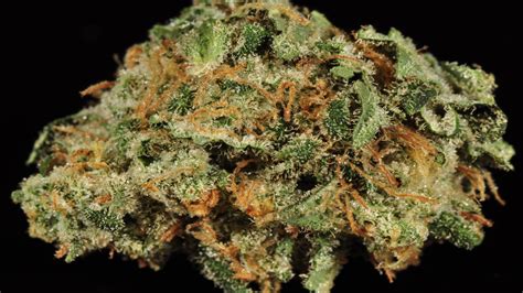 Hindu Kush The Original Cannabis Strain Wikileaf