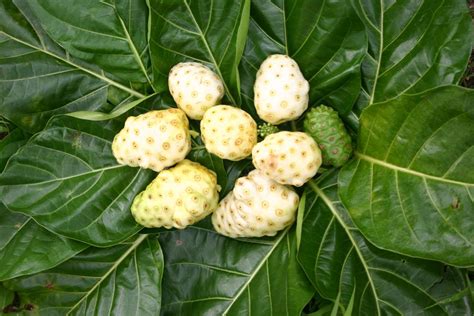 Noni fruit