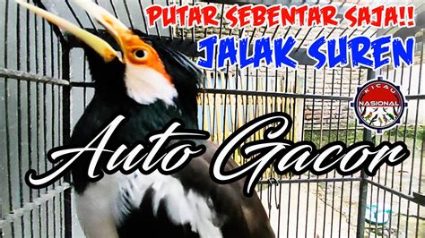 Putar Sebentar Saja Semua Jalak Suren Terpancinga Ikut Gacor Bongkar