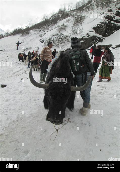 'Yak Rides' at Tsomgo lake Stock Photo - Alamy