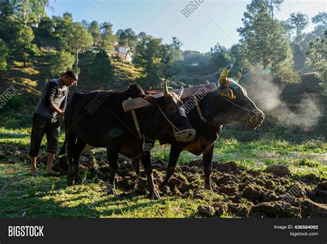 Indian Farmer Image And Photo Free Trial Bigstock