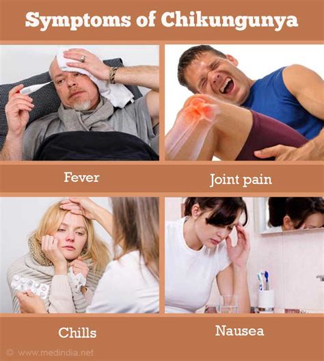 Symptoms And Signs Of Chikungunya