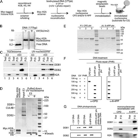 Ddb Cul B Ddb E Ligase Binds Mononucleosomes Reconstituted With