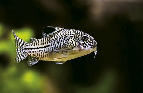 Three Lined Cory Corydoras Trilineatus Tropical Edu International