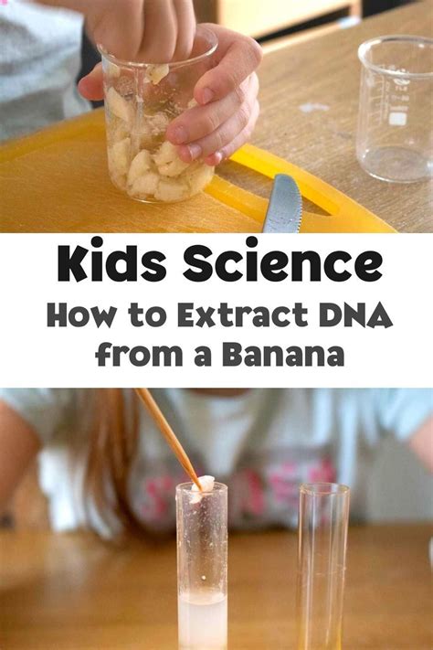 A Simple Kitchen Science Experiment To Extract DNA From A Banana This