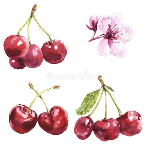 Cerises D Aquarelle R Gl Es Illustration Stock Illustration Du