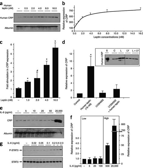 The Effects Of Human Leptin And Il On Expression Of Crp Af Human