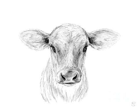 Cow Drawing Pencil Sketch Colorful Realistic Art Images Drawing Skill