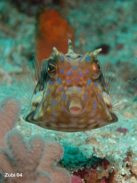 a close up of a small fish on a coral