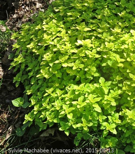 ORIGANUM VULGARE Aureum