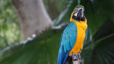 Premium Photo | Beautiful bird in a cage at zoo