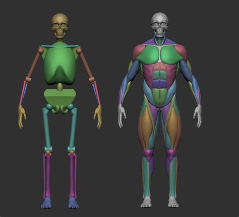 Musculature Simplified 3D Print Model Zbrush Anatomy Anatomy