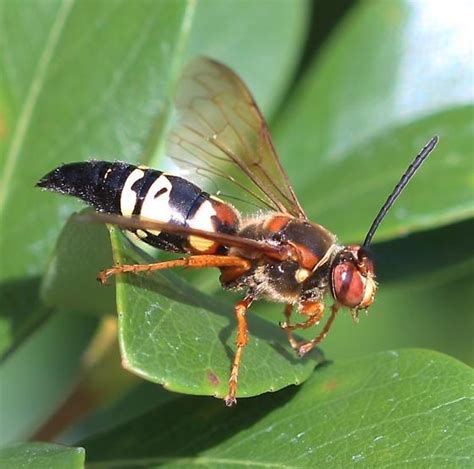 Wasp Sphecius Speciosus Bugguide