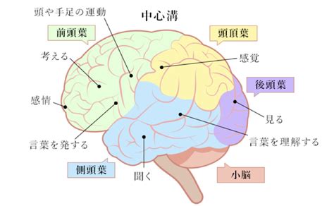 脳卒中の後遺症について 脳卒中の後遺症改善、再発予防の再生医療【ふくとみクリニック】