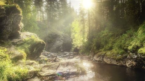 Free No Copyright Nature Sunrise River Forest Trees Light Dust