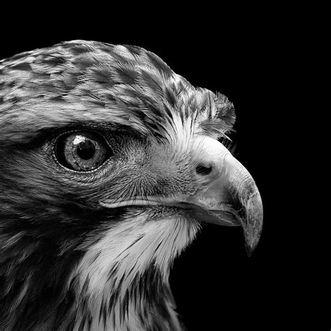 Black And White Birds Photography