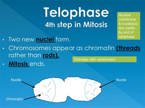 Ppt Chapter 8 Cell Reproduction Powerpoint Presentation Free Download Id 9368391