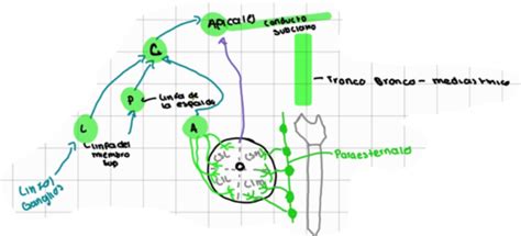 Fichas De Aprendizaje Region Pectoral Quizlet