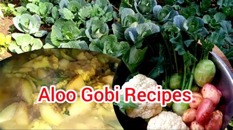 Alu Gobi Ki Sabji Aloo Gobi Recipes Alu Pul Gobi Old Gobi To