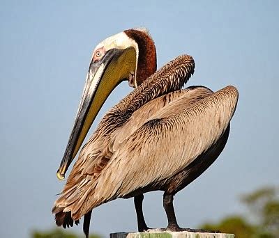 New Orleans Pelicans Mascot is Kind of Freaky (and just a little scary ...