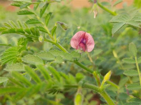 Chickpea plant flower. stock photo. Image of pink, chickpeas - 267330776