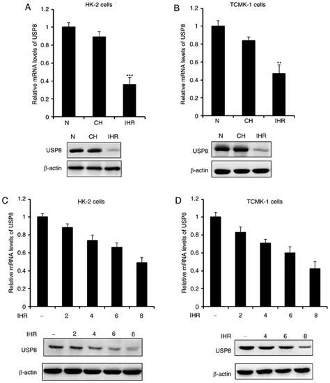 Expression Of Usp Is Decreased In Ihr Treated Renal Tubular Epithelial