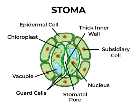 Diagram Of Stomata And Its Function Diagrama Parte De Estoma