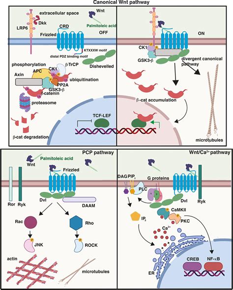 Frontiers A Role For Frizzled And Their Post Translational