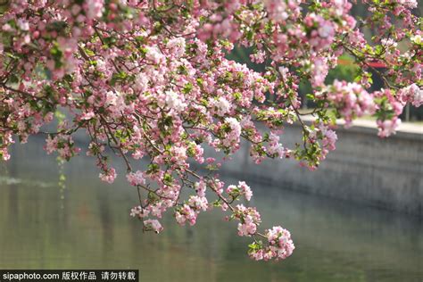 北京元大都遗址公园海棠渐入盛花期 又见“海棠映花溪”美景