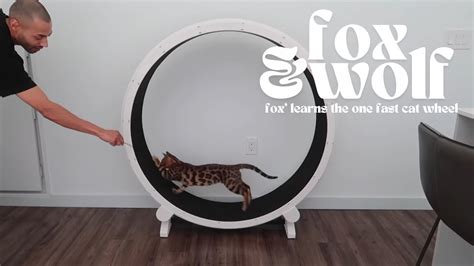 One Fast Cat Wheel For Our Bengal Cat Fox And Wolf The Siblings Series