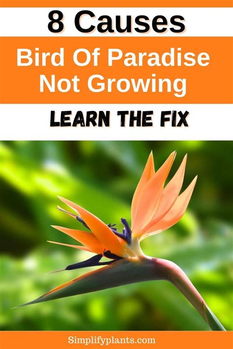 8 Causes Bird Of Paradise Not Growing And Learn The Fix Bird Of