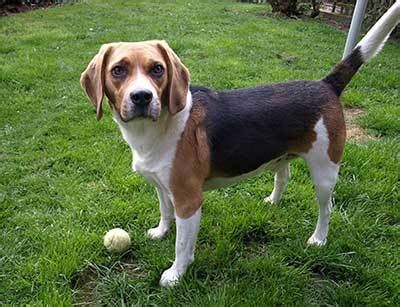 What is a Lemon Beagle? Here are the Facts