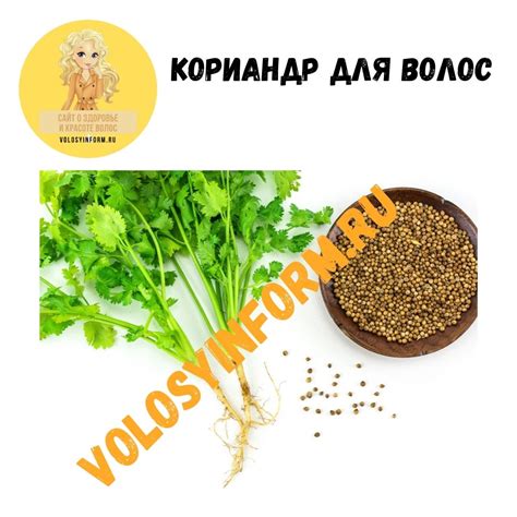 Кориандр для волос и кожи: польза и применение, маски