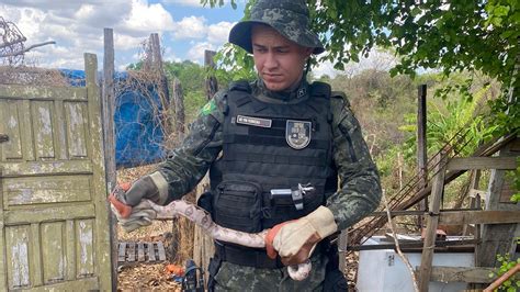 Polícia Militar resgata duas serpentes durante ações em Juazeiro do