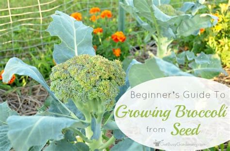 A Beginners Guide To Growing Broccoli From Seed