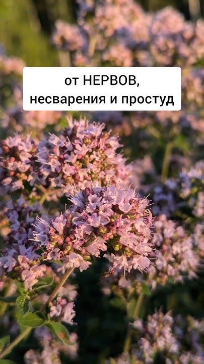 Душица - от нервов, несварения и простуд #лекарственныетравы #травы # ...