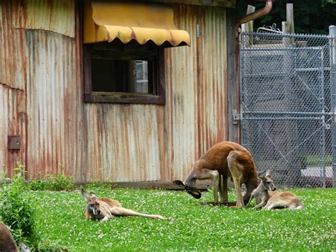 Sandra Scotts Travel Columns Zoos Are The Best Places To Watch Animals