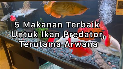 Terbukti Inilah Makanan Terbaik Untuk Ikan Predator Terutama Arwana