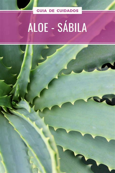 Cómo cuidar El Aloe Vera y otras variedades una de las suculentas más