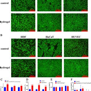 A Representative Image Of Biocompatibility Of Smart Hydrogel By