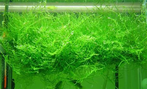 Live Aquarium Plants Java Moss Fish Tank Decoration Carpet Your