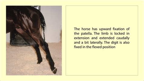 Upward Fixation Of The Patella In Horses Ufp Equine Lameness