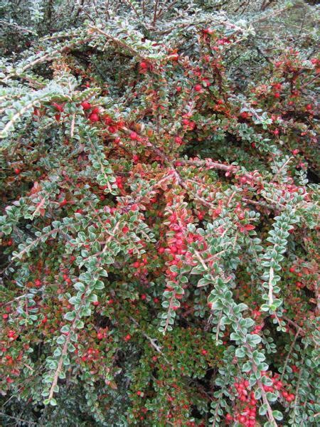 Cotoneaster Horizontalis Rockspray Rockspray Cotoneaster North