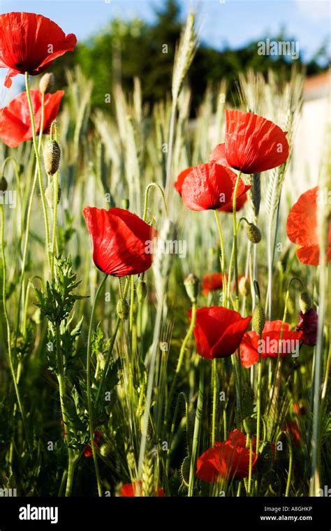 Papaver Rhoeas - poppy field Stock Photo - Alamy