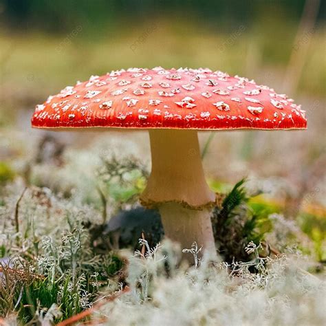 Amanita Muscaria Poisonous Mushroom Colorful Virosa Beautiful Photo