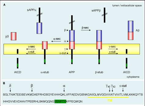 Figure 2 From The Intracellular Domain Of The Amyloid Precursor Protein