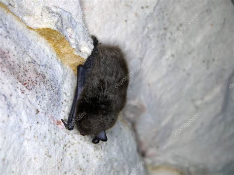 Murci Lago De Orejas De Rat N Durmiendo En La Cueva Durante La