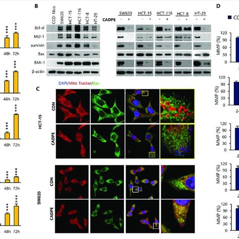 Cadpe Induces Apoptosis In Crc Cells A Apoptosis Rates Of Crc Cells