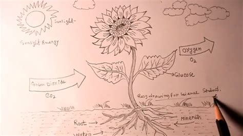 Drawing Photosynthesis - Draw photosynthesis (light dependent reactions).