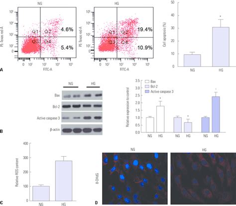 High Glucose Hg Induced Apoptosis And Oxidative Stress In Hk Cells